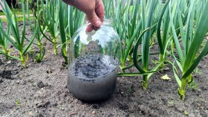 ЭТОТ СЕКРЕТНЫЙ СПОСОБ ПОДКОРМКИ ЧЕСНОКА В МАЕ УДИВИТ ДАЖЕ ОПЫТНЫХ! ГОЛОВКИ С КУЛАК