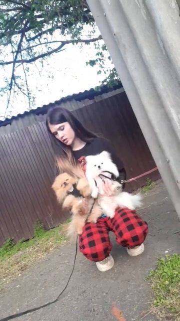 у кого есть тоже собачка которую все хотят погладить? смотреть онлайн