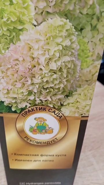 🌱 Новинка Литтл Фрайз метельчатая гортензия смотреть онлайн