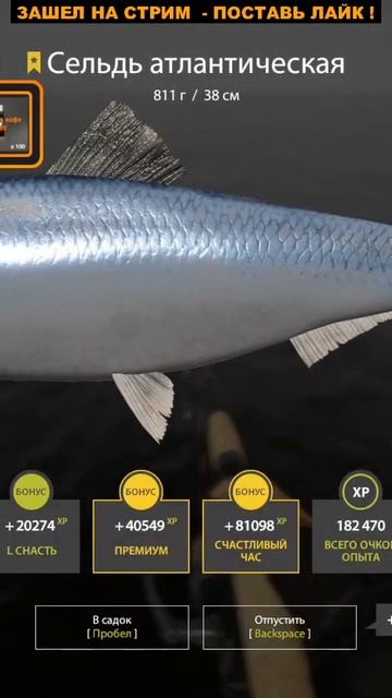 Трофей Сельдь атлантическая смотреть онлайн