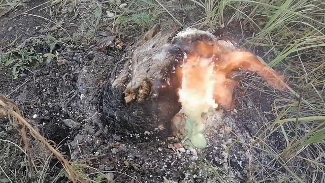 Как убрать пень без корчевания. Удаление пней с участка. Селитра для удаления пней.