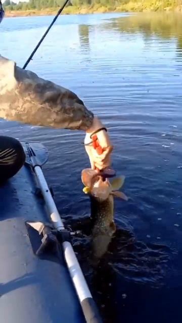 Щука на крупную резину🔥Ставь🩶#рыбалка #крупнаярыба смотреть онлайн
