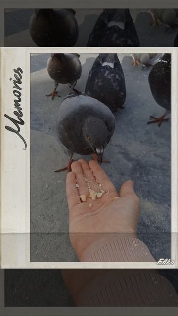 Голубь ест с руки 😃👍 смотреть онлайн