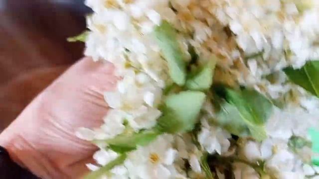 Делаю гидролат из черемухи! смотреть онлайн