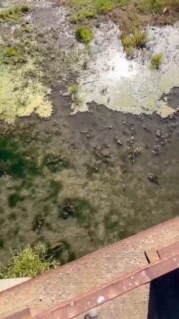 Мелкая рыба 🐟 сегодня без рыбалки 13 октября 2024 г. смотреть онлайн