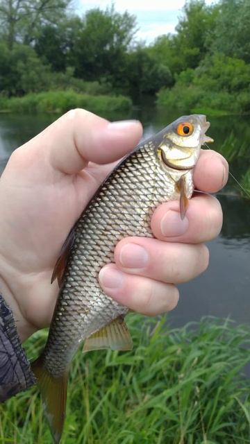 Рыбалка на ПОПЛАВОЧНУЮ удочку 🐟🌊 РЕКА ЗУША 🌊🐟🌅🐟 смотреть онлайн