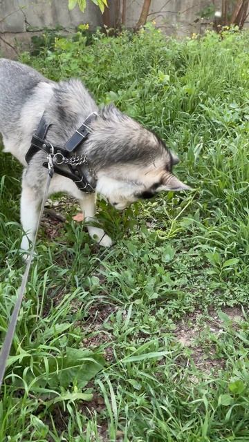 Хаски ест траву Гера Husky is walking #husky Cute And funny husky Videos cute mom смотреть онлайн