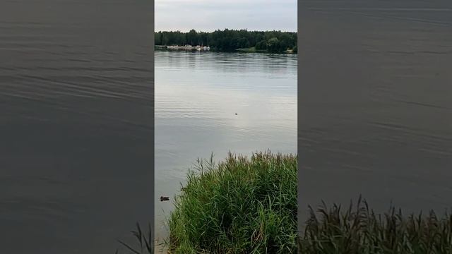 Незнакомец рыжий.Кот Мурзик.#ольгамурзик #москва #анта смотреть онлайн