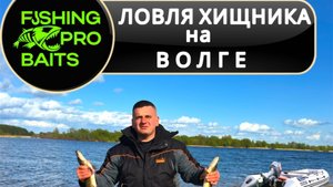 Рыбалка на Волге На хищника в Тверской области