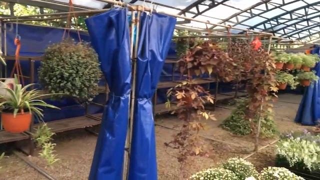 Цветочный рынок в Краснодаре на Атарбекова 20.09.2020