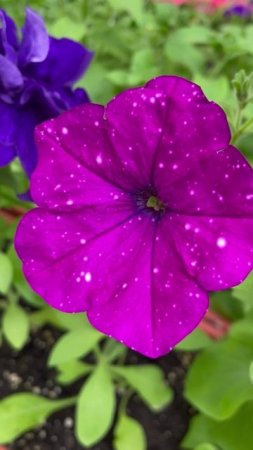 Петуния Звездное небо #цветы #garden #растения #уход