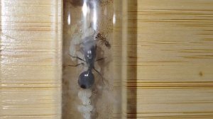 первый муравей у муравьиной матки