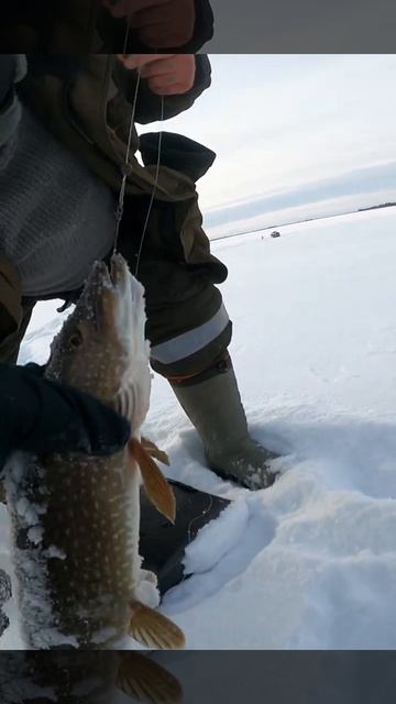 Щука вылетает из лунки как торпеда! #shorts смотреть онлайн