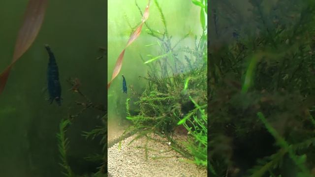 Креветочник под новым светильником смотреть онлайн