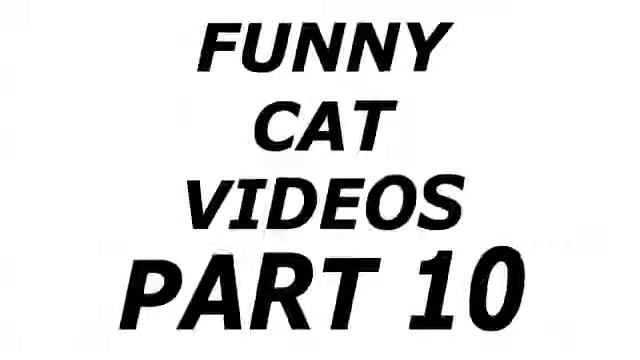 Приколы про кошек Таких больших глаз вы ещё не видели смотреть онлайн