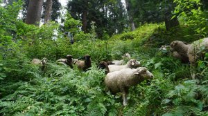 Индия, сентябрь 2023, Гималаи и Южный Гоа