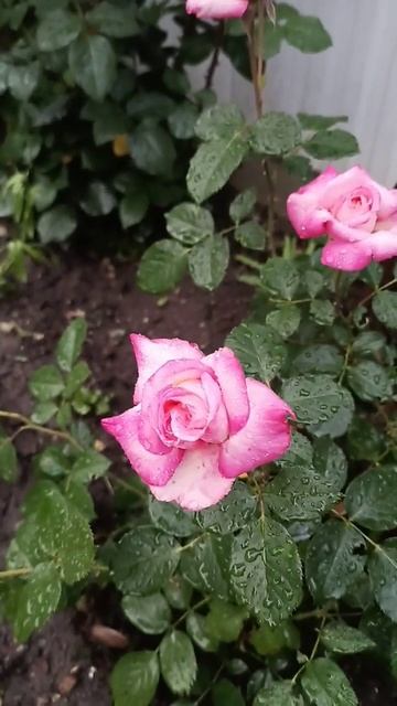 розы под дождём смотреть онлайн