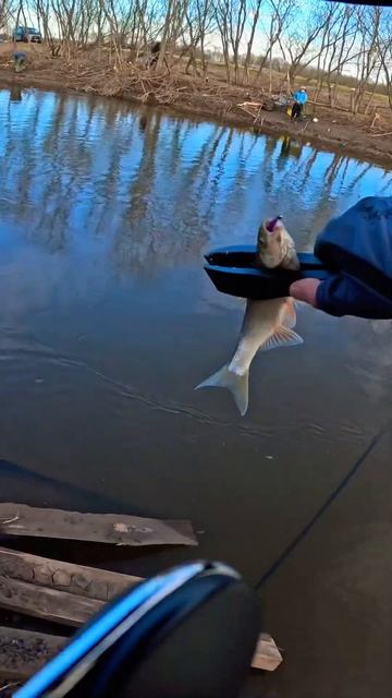 Елец на мормышинг. Gamakatsu ten s48al. #gamakatsu #fishing #мормышинг #ten смотреть онлайн