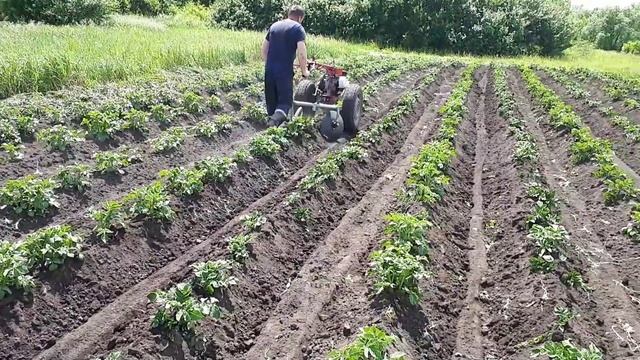 Второе окучивание картофеля мотоблоком