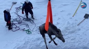 Ледяное испытание: лосиха спасена на 
Енисее командой ледокола
