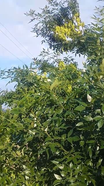 Ясень и берёза на улице Гагарина.Урюпинск, 17 июля 2023г. смотреть онлайн