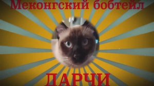 Для тех, кто хочет дрессировать кошек - дрессированный котик