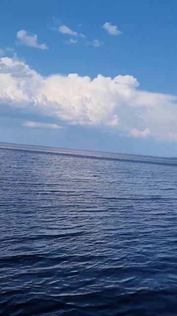 Люблю природу Карелии #карелия #кино #птз #петрозаводс? смотреть онлайн