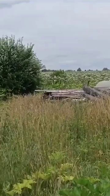 Борщевик стеной смотреть онлайн