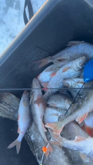 полные сани рыбы #рыбалка #fishing #shorts #окунь #щука смотреть онлайн