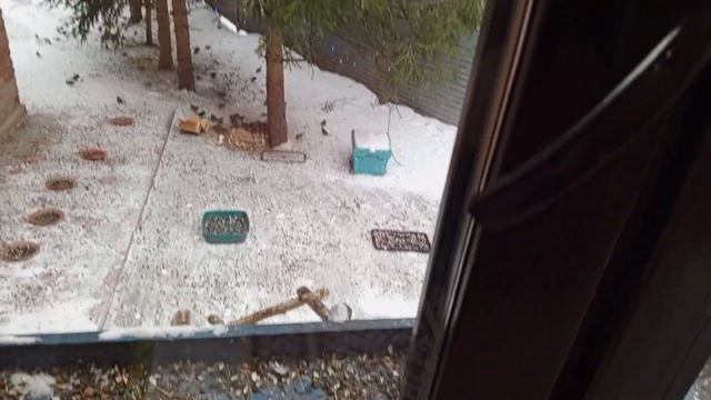 Есть трусливые белки,но в дом просятся.Карта на корм ж? смотреть онлайн