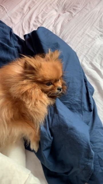 Pom Gaby. Time for a nap #pomeranian #spitz #cute #шпиц #померанскийщпиц смотреть онлайн