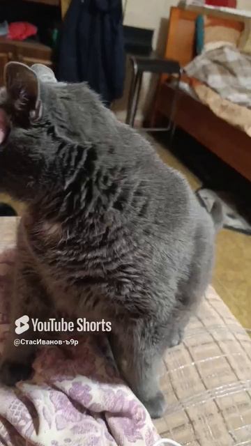 #кот #семён #веселыекоты #видосыоткота #животные #прикольныекоты #красиваякошка #cat #котики