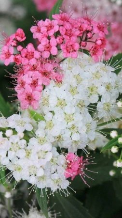 Спирея японская. С какими растениями лучше сочетать.