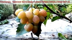 Виноград Памяти Шмелева- легкий мускат, ждем крупные г