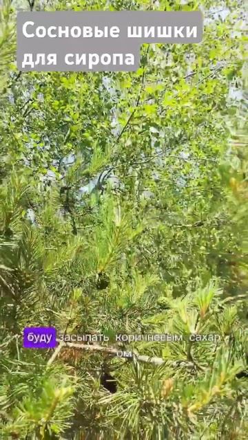 Сосновые шишки. Буду ферментировать смотреть онлайн