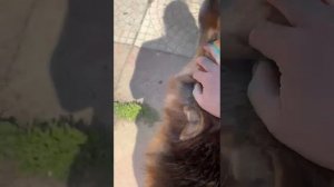 Ардана