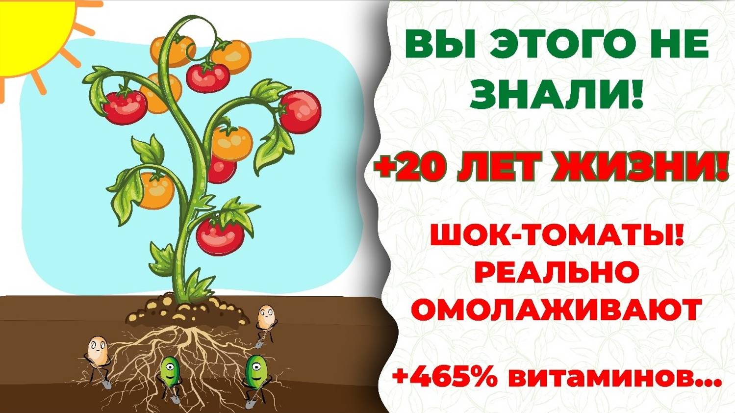 Вы этого не знали! Недавно открытые микробы-рудокопы превратили томаты в молодильные!