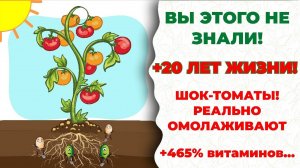Вы этого не знали! Недавно открытые микробы-рудокопы превратили томаты в молодильные!