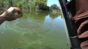 Толстолобик на удочку