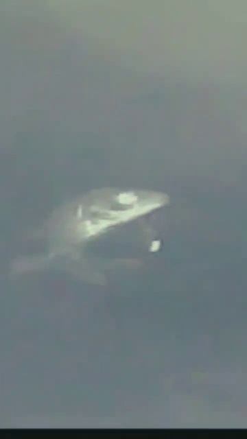 сиг кружит вокруг мормышки