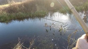 Рыбалка на экран . Ого плотва.