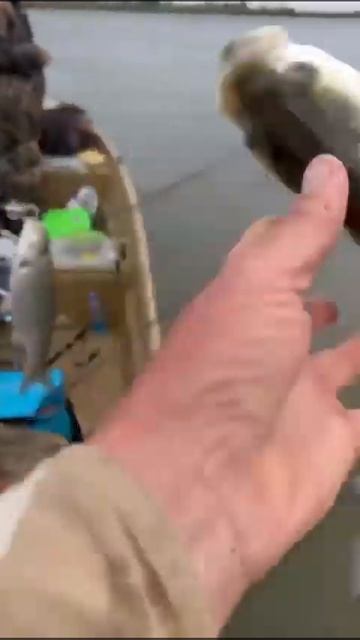 #астраханскаярыбалка#вот так вот и отдыхают люди у нас смотреть онлайн