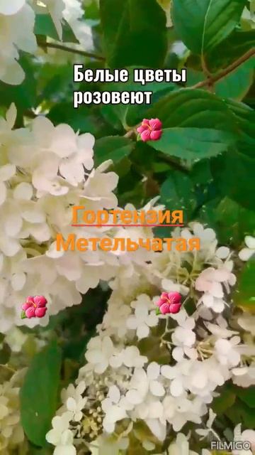 Цветы. Гортензия.Сорт Диамантино.🌸 #гортензияметельч смотреть онлайн