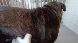 Тбилиси  🇬🇪 Грузия Приют Тамаза Элизбарашвили 🐕💌?