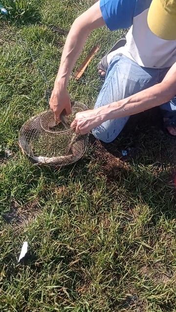 рыба рыбалка отдых на озере Красноярск 13-14.07.24