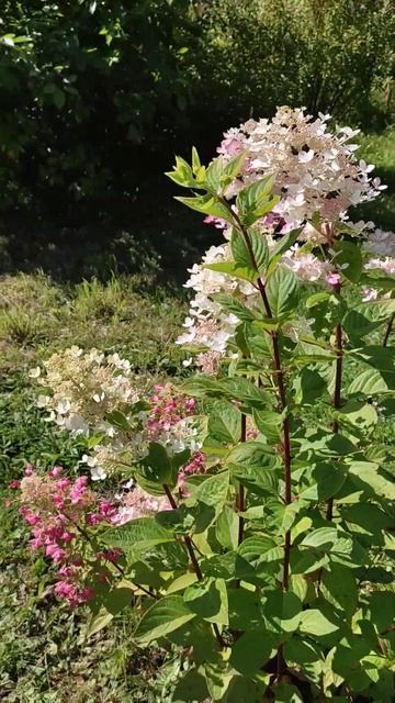 Гортензия "Angels Blush" смотреть онлайн