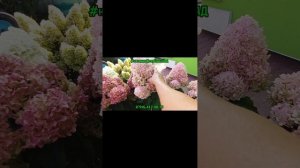 ❤САММЕР ЛАВ❤ в полном окрасе Гортензия Метельчатая #?