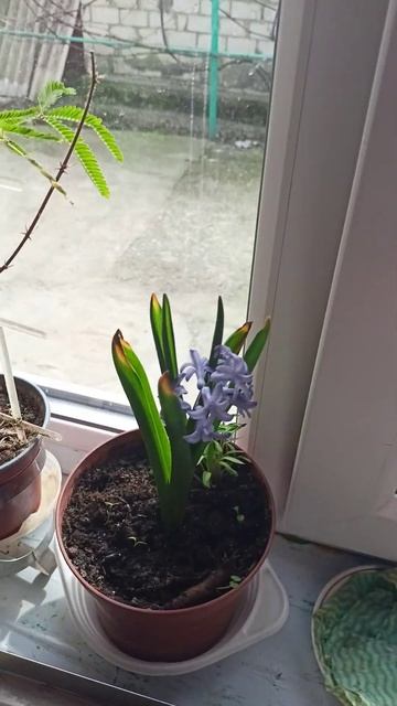 Красавчики на окне🤩#гиацинт #цветыназаказ #цветы #вес
