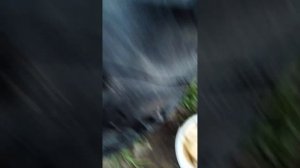 Улов за вечер на реке Пижма Кировская область