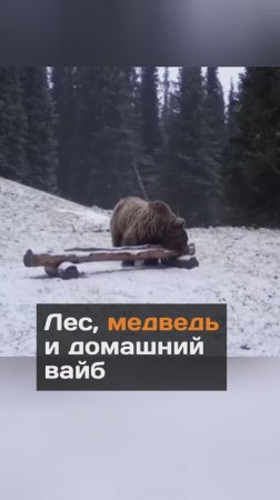 Мишка попал в фотоловушку